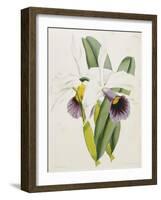 Lily-William Curtis-Framed Giclee Print