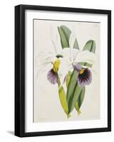 Lily-William Curtis-Framed Giclee Print