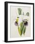 Lily-William Curtis-Framed Giclee Print