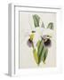 Lily-William Curtis-Framed Giclee Print