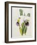 Lily-William Curtis-Framed Giclee Print