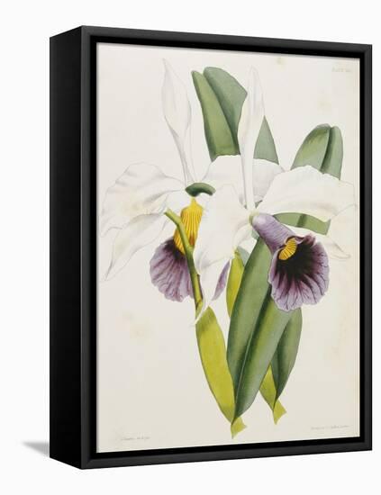 Lily-William Curtis-Framed Stretched Canvas