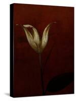 Lily-Johan Lilja-Stretched Canvas