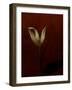 Lily-Johan Lilja-Framed Giclee Print