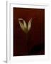 Lily-Johan Lilja-Framed Giclee Print