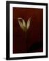 Lily-Johan Lilja-Framed Giclee Print