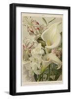 Lily-null-Framed Giclee Print