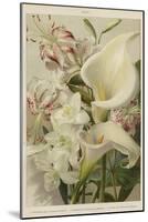 Lily-null-Mounted Giclee Print