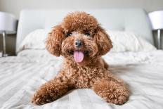 Cute Toy Poodle Resting on Bed-Lim Tiaw Leong-Framed Stretched Canvas