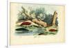 Limax Snail, 1863-79-Raimundo Petraroja-Framed Giclee Print