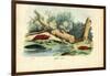 Limax Snail, 1863-79-Raimundo Petraroja-Framed Giclee Print