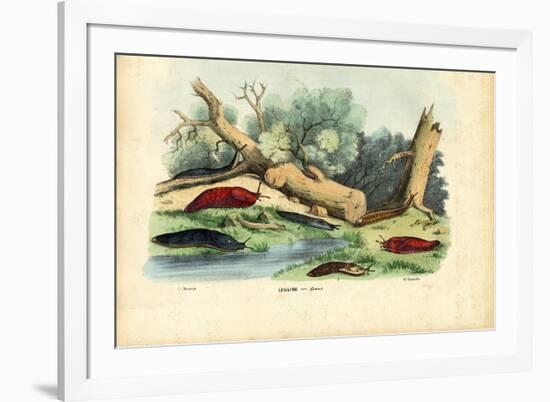 Limax Snail, 1863-79-Raimundo Petraroja-Framed Giclee Print