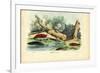 Limax Snail, 1863-79-Raimundo Petraroja-Framed Giclee Print