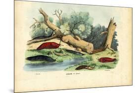 Limax Snail, 1863-79-Raimundo Petraroja-Mounted Giclee Print