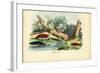 Limax Snail, 1863-79-Raimundo Petraroja-Framed Giclee Print