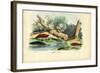 Limax Snail, 1863-79-Raimundo Petraroja-Framed Giclee Print