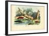 Limax Snail, 1863-79-Raimundo Petraroja-Framed Giclee Print