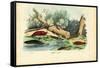 Limax Snail, 1863-79-Raimundo Petraroja-Framed Stretched Canvas