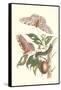 Limbo Tree with Owlet Moth-Maria Sibylla Merian-Framed Stretched Canvas