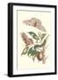 Limbo Tree with Owlet Moth-Maria Sibylla Merian-Framed Art Print