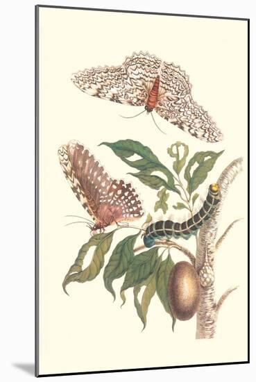 Limbo Tree with Owlet Moth-Maria Sibylla Merian-Mounted Art Print