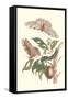 Limbo Tree with Owlet Moth-Maria Sibylla Merian-Framed Stretched Canvas