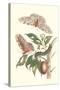 Limbo Tree with Owlet Moth-Maria Sibylla Merian-Stretched Canvas