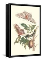 Limbo Tree with Owlet Moth-Maria Sibylla Merian-Framed Stretched Canvas