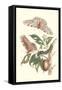 Limbo Tree with Owlet Moth-Maria Sibylla Merian-Framed Stretched Canvas