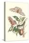 Limbo Tree with Owlet Moth-Maria Sibylla Merian-Stretched Canvas