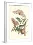Limbo Tree with Owlet Moth-Maria Sibylla Merian-Framed Art Print