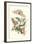 Limbo Tree with Owlet Moth-Maria Sibylla Merian-Framed Art Print