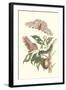 Limbo Tree with Owlet Moth-Maria Sibylla Merian-Framed Art Print