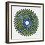 Lime and Navy Peacock-Cat Coquillette-Framed Giclee Print