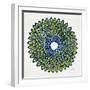 Lime and Navy Peacock-Cat Coquillette-Framed Giclee Print