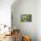 Lime blossoms-Christine Meder stage-art.de-Photographic Print displayed on a wall