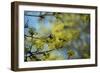 Lime blossoms-Christine Meder stage-art.de-Framed Photographic Print