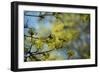 Lime blossoms-Christine Meder stage-art.de-Framed Photographic Print