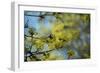 Lime blossoms-Christine Meder stage-art.de-Framed Photographic Print