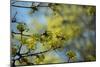 Lime blossoms-Christine Meder stage-art.de-Mounted Photographic Print