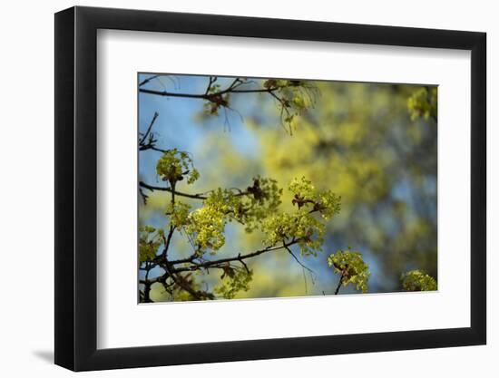 Lime blossoms-Christine Meder stage-art.de-Framed Photographic Print