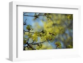 Lime blossoms-Christine Meder stage-art.de-Framed Photographic Print