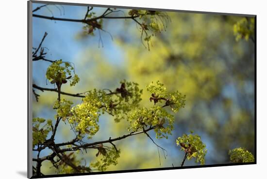 Lime blossoms-Christine Meder stage-art.de-Mounted Photographic Print