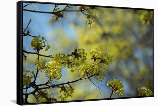 Lime blossoms-Christine Meder stage-art.de-Framed Stretched Canvas