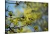 Lime blossoms-Christine Meder stage-art.de-Stretched Canvas