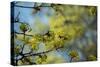 Lime blossoms-Christine Meder stage-art.de-Stretched Canvas