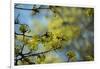 Lime blossoms-Christine Meder stage-art.de-Framed Photographic Print