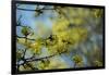 Lime blossoms-Christine Meder stage-art.de-Framed Photographic Print