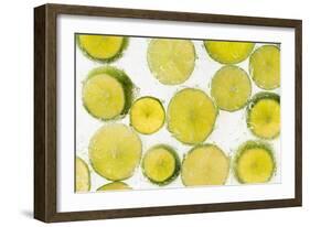 Lime Fresh-Steve Gadomski-Framed Photographic Print