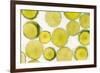 Lime Fresh-Steve Gadomski-Framed Photographic Print